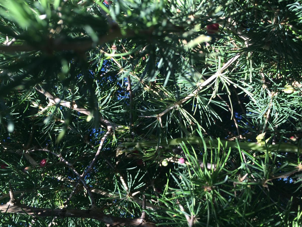 Preview Image 11